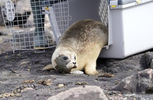 Uma foca chamada Lønne rasteja para fora de sua caixa de transporte. A estação de selos em Friedrichskoog, Alemanha, lançou o primeiro selo da temporada. O animal foi encontrado após um parto prematuro em 11 de maio com um peso de 8,6 kg. Lønne agora pesa 25,4 kg. Outras pequenas focas também serão devolvidas à natureza nos próximos dias e semanas.