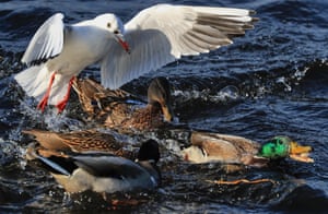 A gull and some ducks fight over food on the Volga River, Russia.