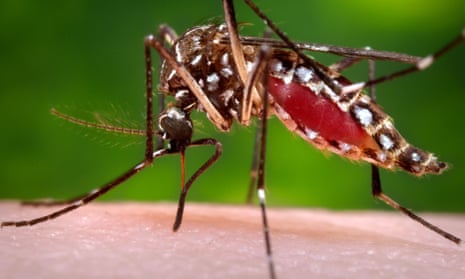 a female Aedes aegypti mosquito in the process of acquiring a blood meal from a human host