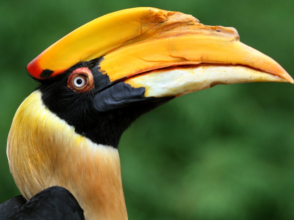 The Radical Otherness Of Birds Jonathan Franzen On Why They
