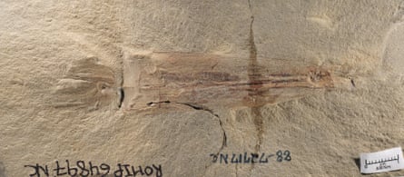 The 330m-year-old fossil of Syllipsimopodi from the Bear Gulch Limestone of Montana, which is held in the Invertebrate Paleontology collections of the Royal Ontario Museum.