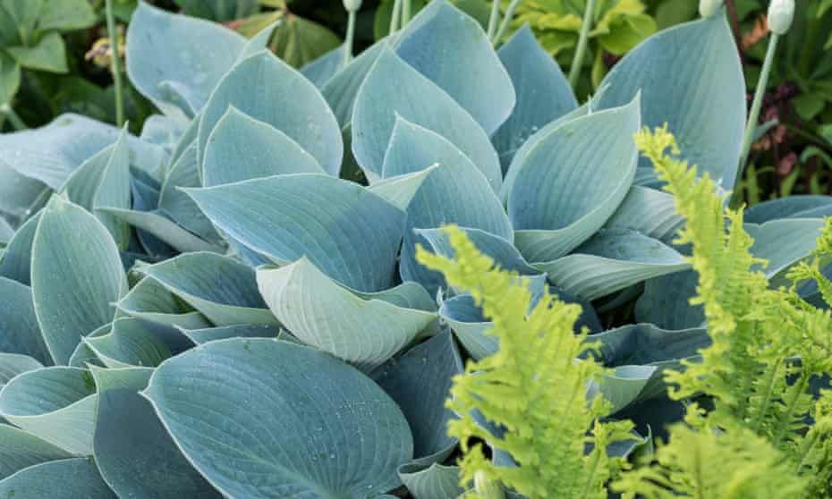 Fern Matteuccia struthiopteris ‘The King’, hosta Sieboldiana elegans.
