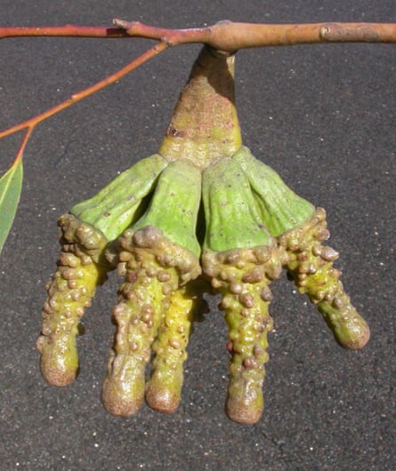 Warty Yate Photo credit Dr Dean Nicolle, Currency Creek Arboretum