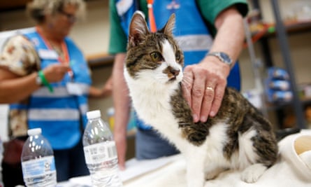 Veterinarians with the California Veterinary Medical Reserve Corps treat a cat.