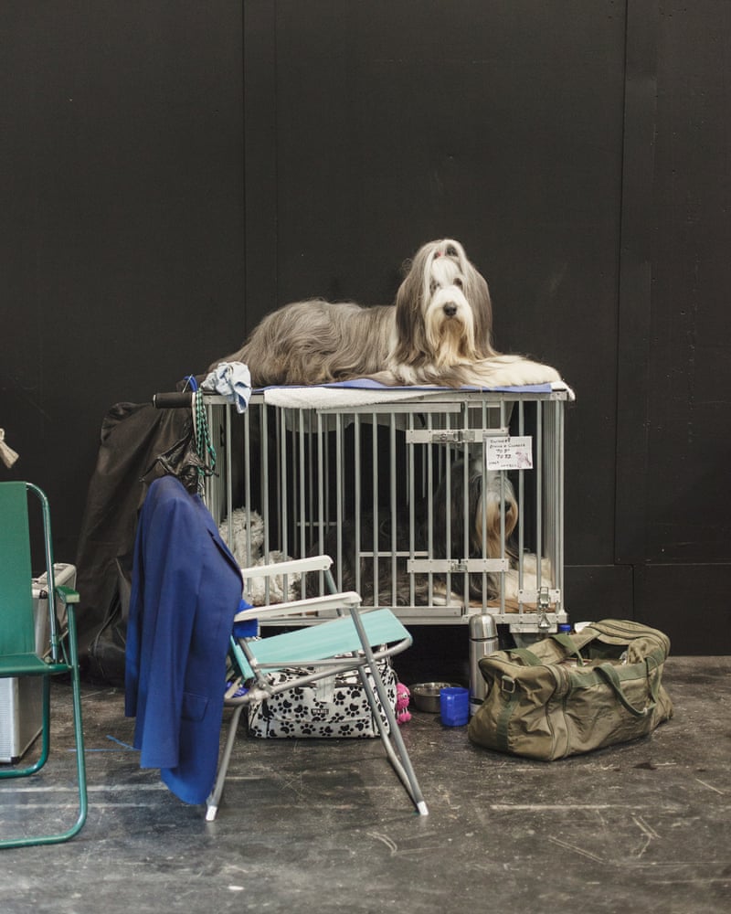 Canine Extravaganza Crufts 2019 In Pictures Life And