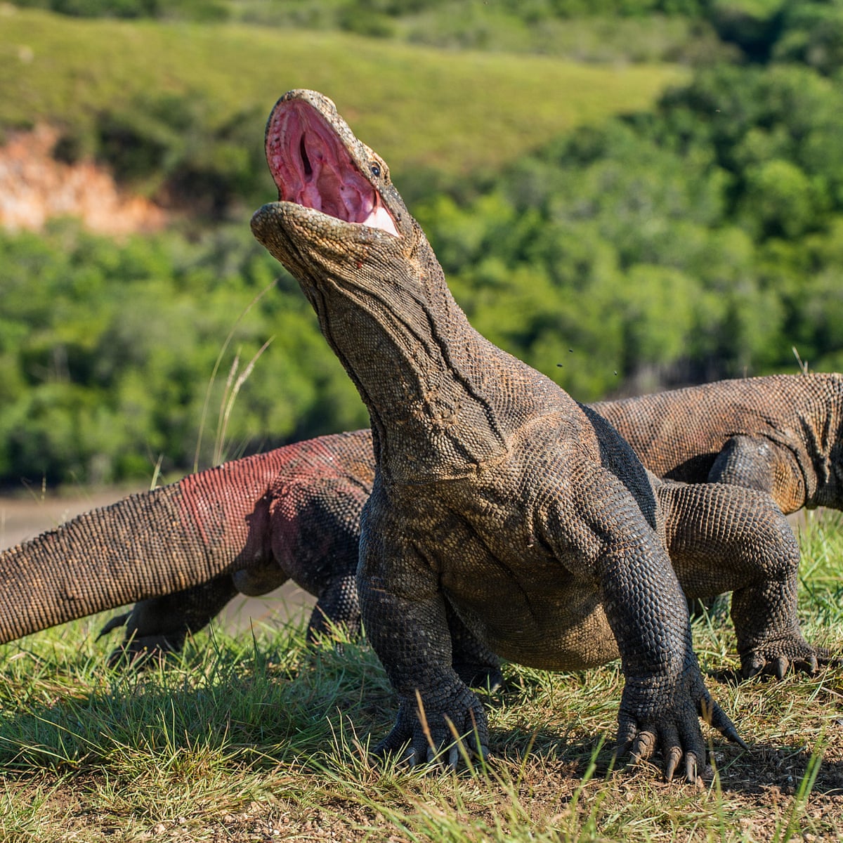 Komodo Considers Tourist Ban To Help Boost Dragon Numbers