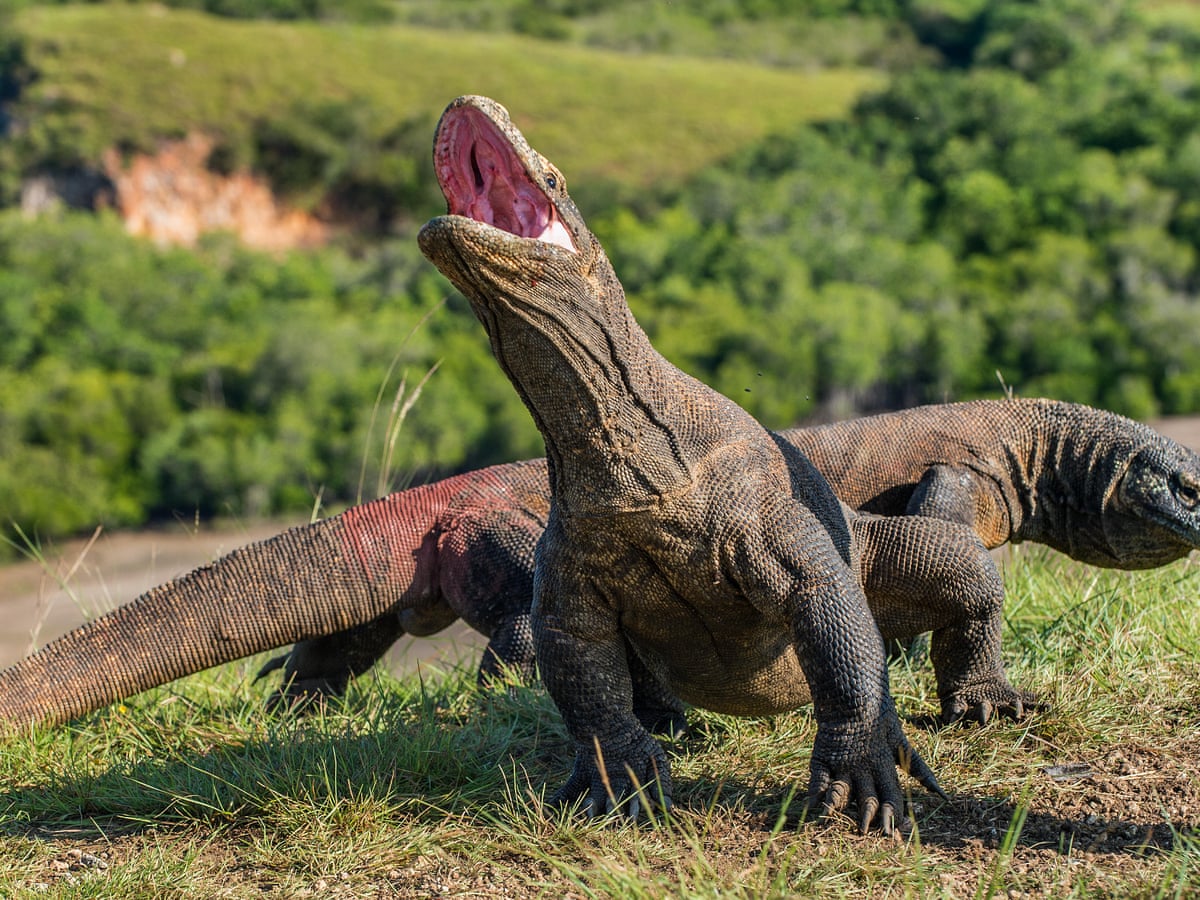Komodo Dragon Habitat Map Komodo Dragon Habitat Map