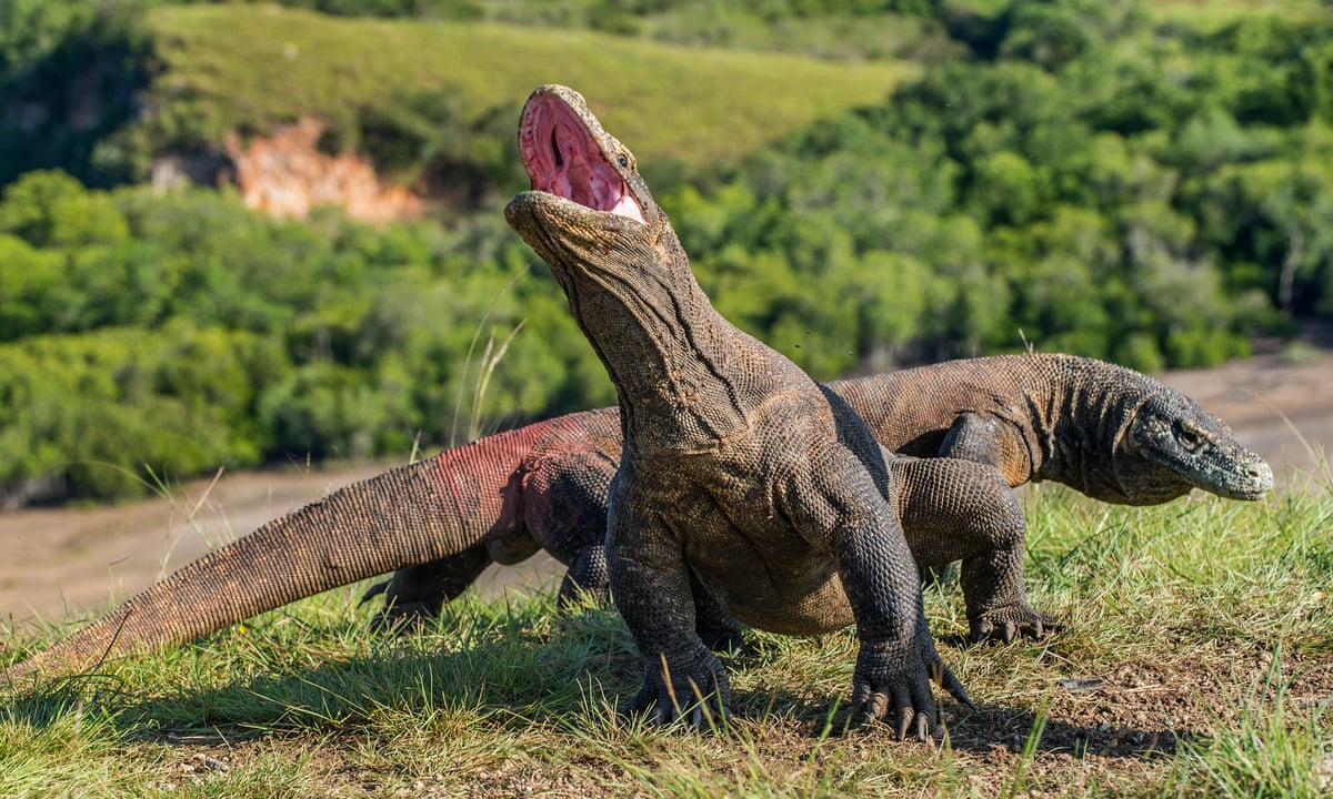 Komodo considers tourist ban to help boost dragon numbers | Indonesia | The  Guardian