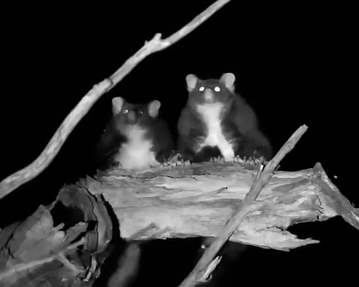 Greater gliders not as great at gliding as thought – but still look like magic carpets, experts say