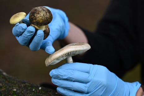 Gloved hands hold various mushrooms.