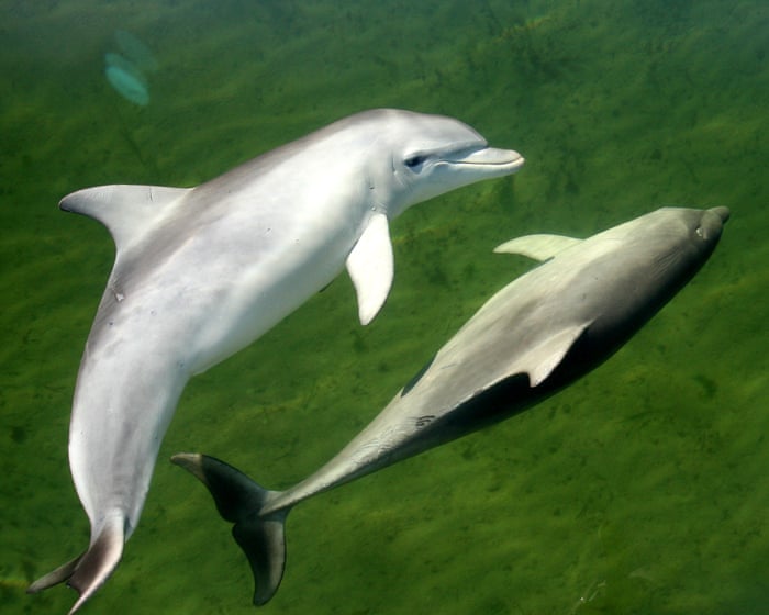 Dolphin deaths in South Australia spike after algal bloom decimates food sources