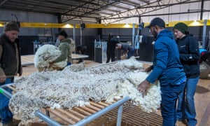 Wool classers sort merino fleece
