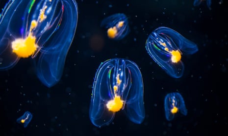 blue and yellow comb jellies in a swarm in a twilit sea
