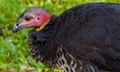 Australian Bush Turkey or Brush-turkey (Alectura lathami) in profile