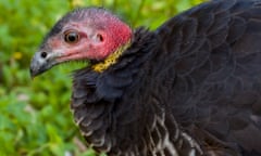 A brush turkey 