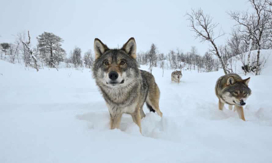 The grey wolf (Canis lupus) is your pet dog’s closest wild relative.
