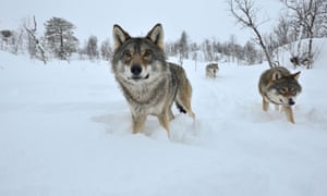 Three wolves in snow