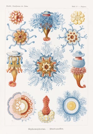 Cnidarians and Siphonophores Art Forms in Nature, 1899–1904, plate 17