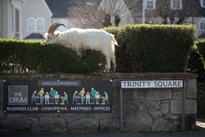 A mountain goat takes advantage of quiet streets in Trinity Square, Llandudno.