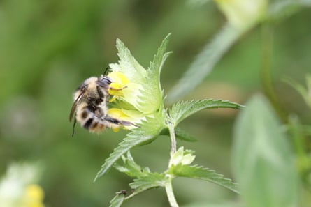A shrill carder bee
