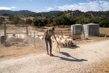 A white man wearing a T-shirt, jeans, and hat pets a dog standing beside a herd of sheep going into a pen.
