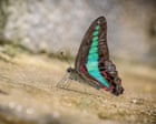 Butterflies around the world are changing habitats – and experts say it’s ‘signalling a warning’