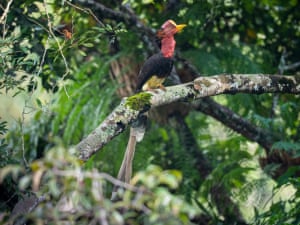Fraser’s Hill, Malaysia
A critically endangered helmeted hornbill spotted in a mountain village known for its highland rainforest and extensive birdlife, which is under threat from a resort and spa development