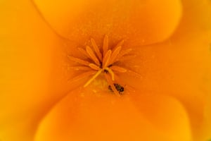 Uma abelha é atraída pelo pólen de papoulas em Walker Canyon, no lago Elsinore, Los Angeles, EUA. As autoridades anunciaram que os populares campos de papoula serão fechados até que a floração das flores silvestres diminua