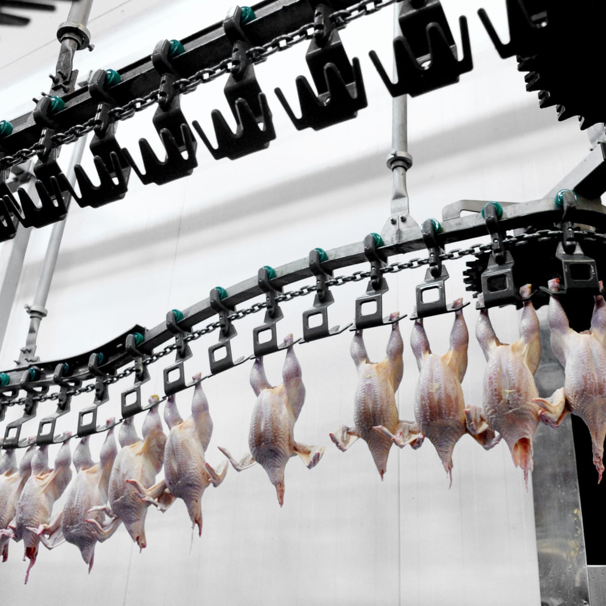 Chicken Slaughterhouse Process
