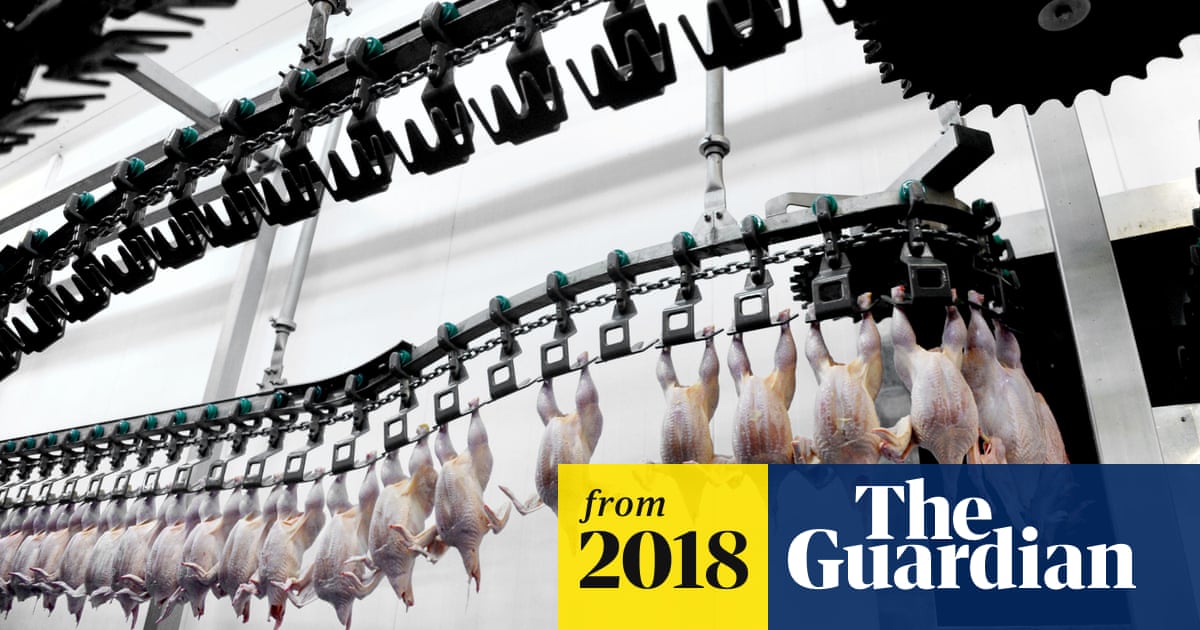 Chickens freezing to death and boiled alive: failings in US slaughterhouses exposed