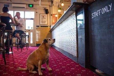 Woody the dog sits at the bar at the Lord Gladstone in Chippendale, Sydney