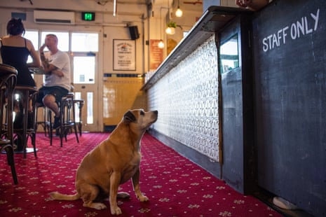 Woody the dog at the Lord Gladstone in Chippendale, Sydney. Dogs would be allowed in Melbourne pubs under a Labor election promise