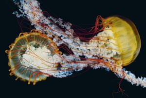 Two mature Chrysaora fuscescens medusae