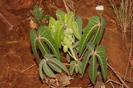 One of 11 new species of cassava found in Brazil