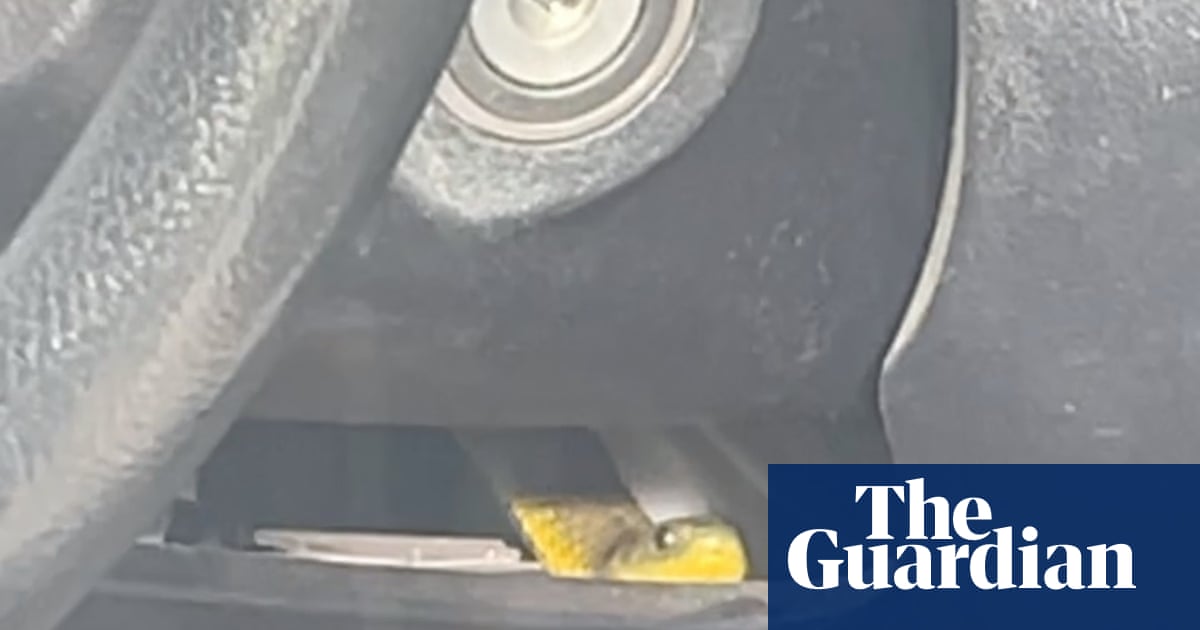Venomous tiger snake slithers up driver's leg on Melbourne freeway