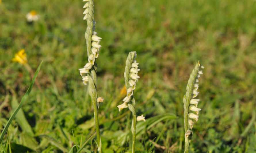 Autumn lady's tresses orchids.