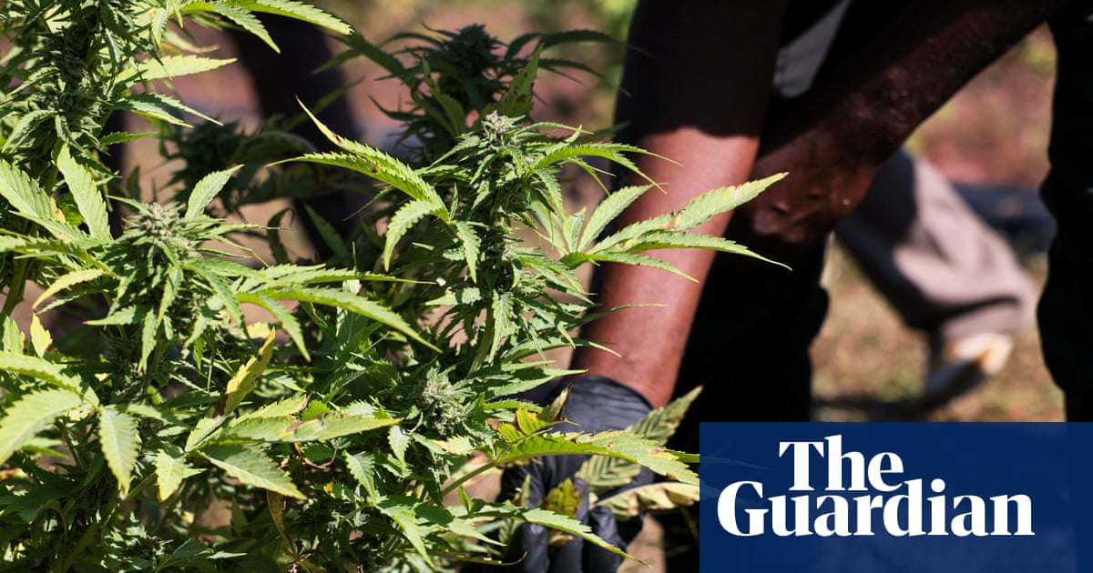 New bill aims to allow research to catch up with US's increasing cannabis consumption