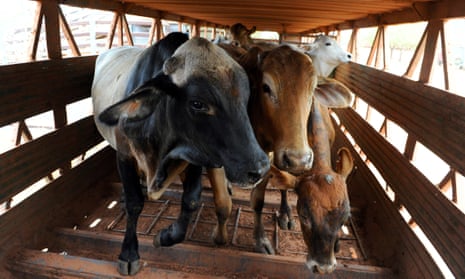 Export cattle are loaded onto trucks at the Noonamah stock yards on the outskirts of Darwin.
