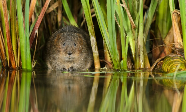 Water voles bounce back in key areas but distribution across UK declines Water voles bounce back in key areas but distribution across UK declines