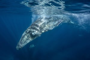 A humpback whale trapped in fishing nets