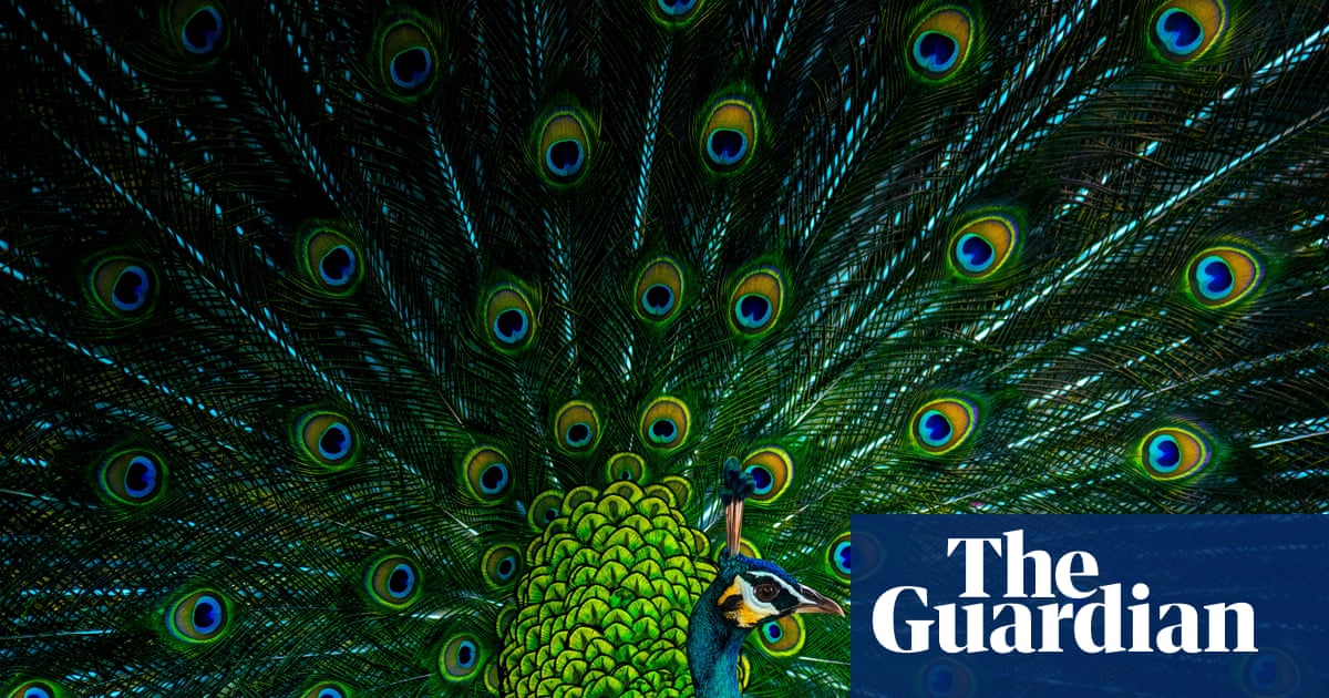 Florida man killed, cooked and ate two of his pet peacocks, say authorities