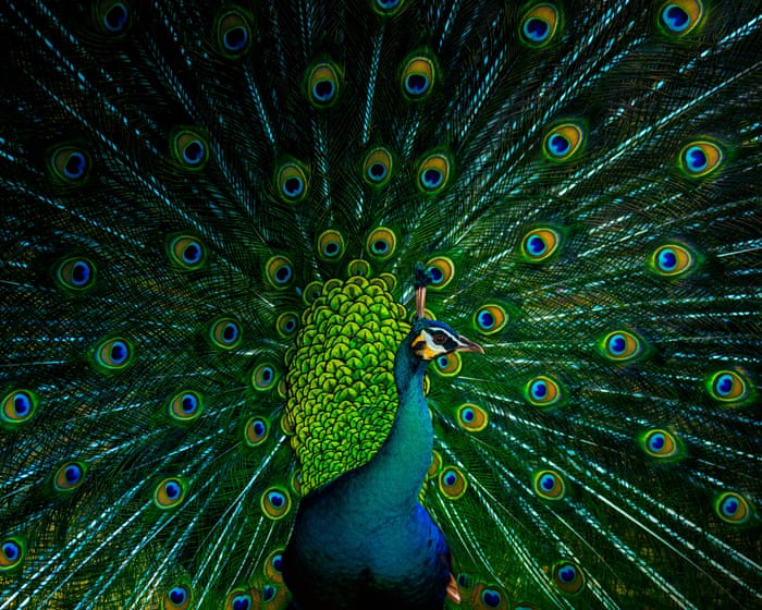 Florida man killed, cooked and ate two of his pet peacocks, say authorities