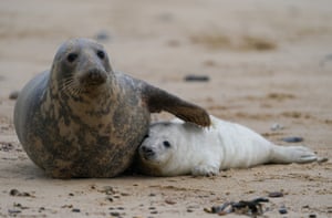 Um filhote de foca cinza recém-nascido com sua mãe na praia de Horsey, em Norfolk, Reino Unido, no início da temporada de filhotes em um dos locais mais importantes do Reino Unido para os mamíferos. Quase 4.000 focas bebês nasceram ao longo do trecho de oito quilômetros da costa em Norfolk no ano passado, estabelecendo um recorde para a região. A população de focas entre Waxham e Winterton atrai milhares de visitantes a cada inverno, à medida que as focas jovens são desmamadas antes de voltarem ao mar.