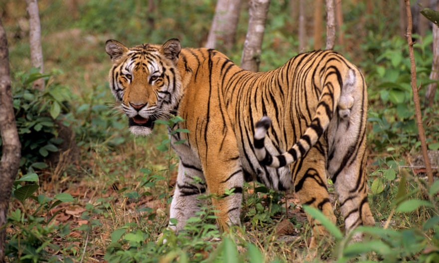 There are only about 350 Indochinese tiger left in the wild, mostly in Thailand.