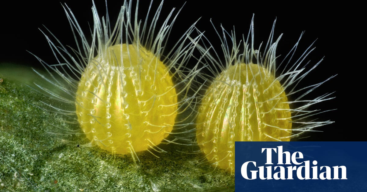 Strange and beautiful things under a microscope – in pictures ...