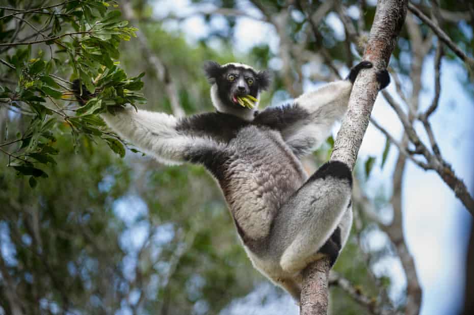An Indri hangs from a tree