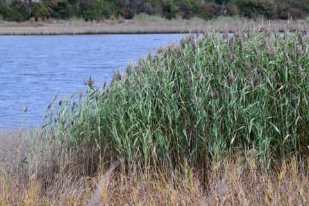 Reedbeds at the margin of the Afon Teifi
