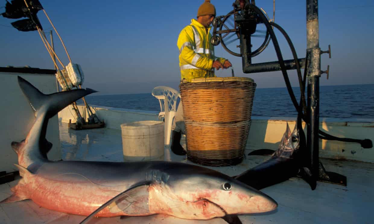 the guardian - seafood-why-your-mediterranean-swordfish-might-actually-be-shark https://www.theguardian.com/environment/2020/jul/08/seafood-why-your-mediterranean-swordfish-might-actually-be-shark