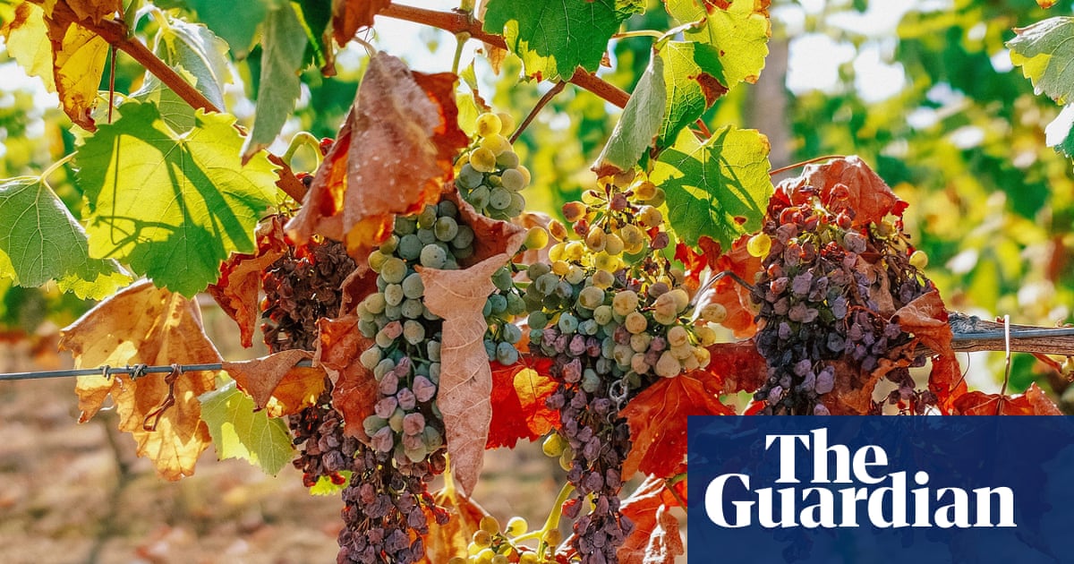 French winemakers forecast 30-year low harvest after severe drought and heat