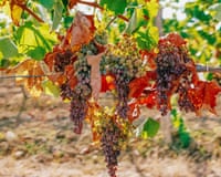 Photo of purple grapes withered on the vine